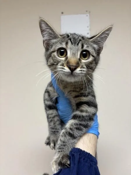 A baby small-sized female Domestic Short Hair cat named WillaDoug for adoption in Sherwood, OR