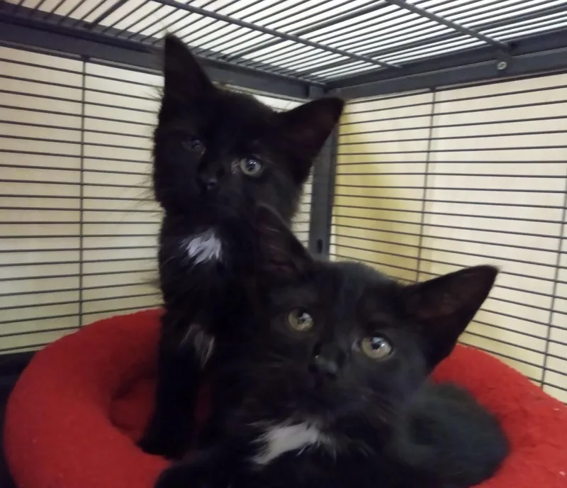 A baby medium-sized female Black Domestic Medium Hair cat named Raisin for adoption in Lemoyne, PA