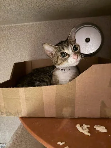 An adult medium-sized female Domestic Short Hair cat named Lyla for adoption in Washington, DC