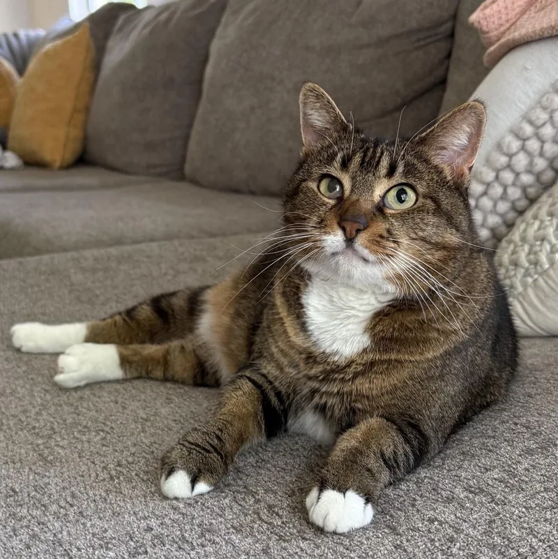 An adult large-sized female American Shorthair cat named Wren for adoption in DICKSON, TN