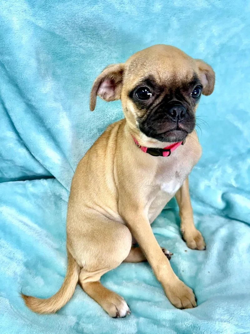 A baby small-sized female Yellow / Tan / Blond / Fawn Pug dog named Tator Tot for adoption in East Sparta, OH