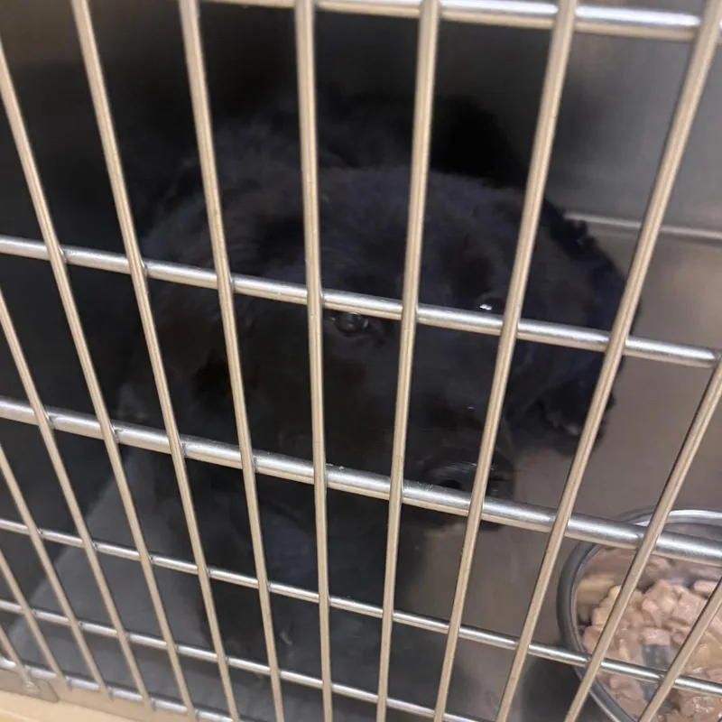 A young medium-sized male Black Mixed Breed dog named Yone for adoption in Winston-Salem, NC
