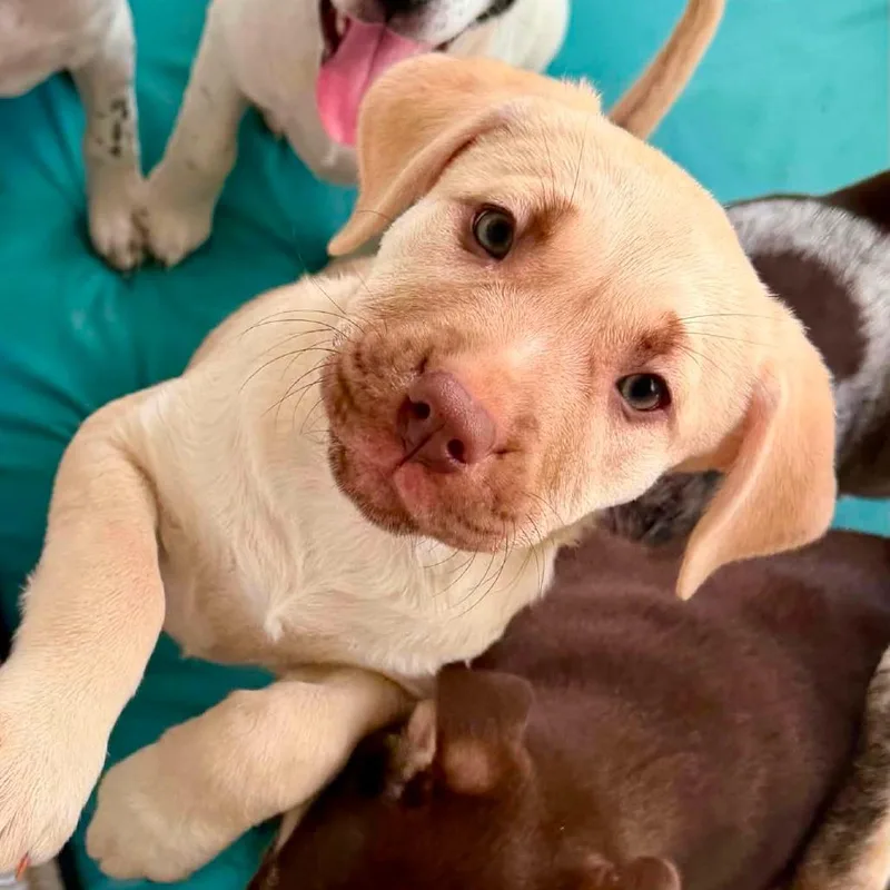 A baby medium-sized female White / Cream Shepherd dog named Charlotte LH for adoption in Austin, TX