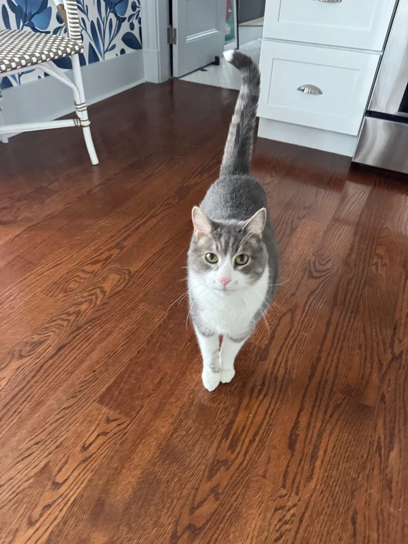 Nicholas thumbnail 2