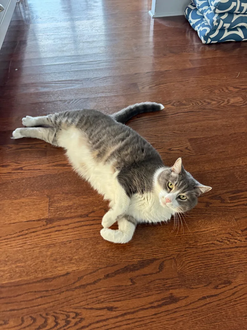 Nicholas thumbnail 3