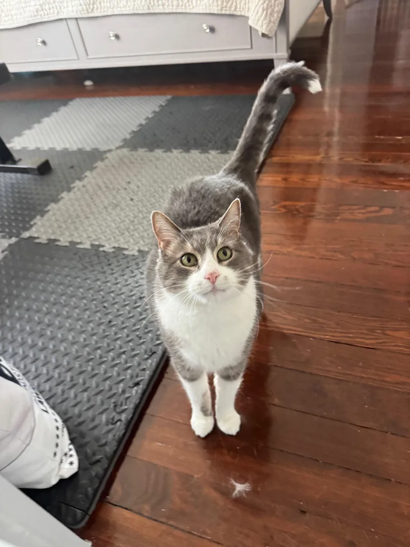 A senior medium-sized male Domestic Short Hair cat named Nicholas for adoption in Melrose, MA