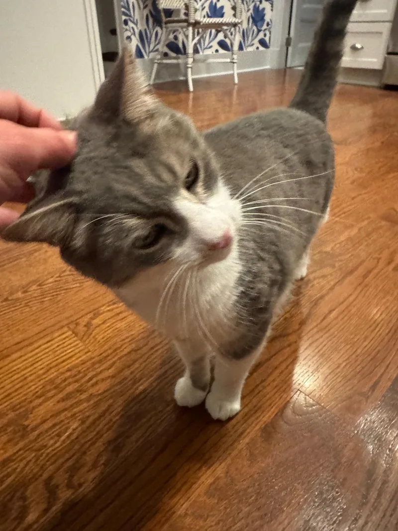 Nicholas thumbnail 4