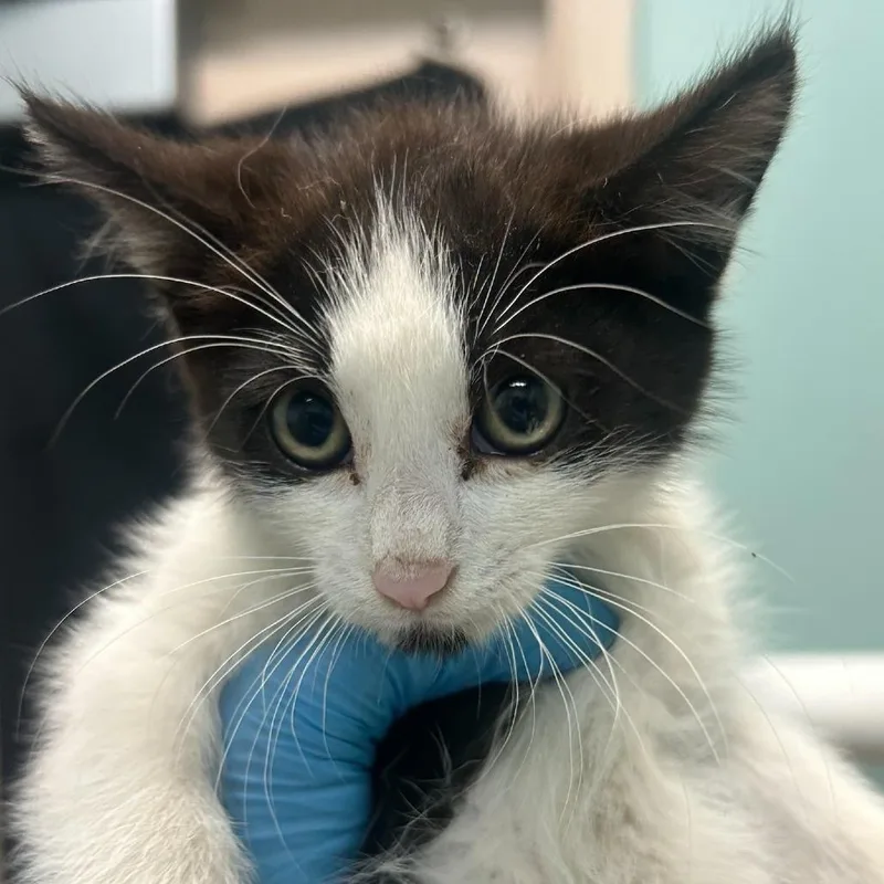 A baby small-sized male Black Domestic Short Hair cat named Bobbie for adoption in Tacoma, WA