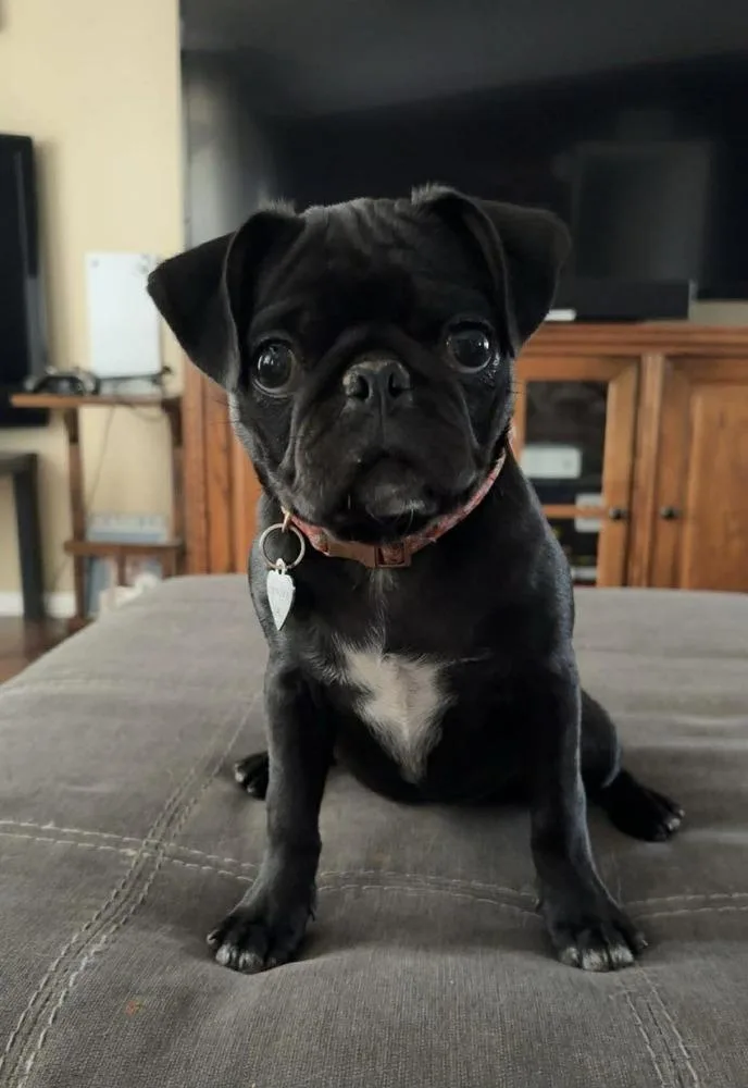 Stella