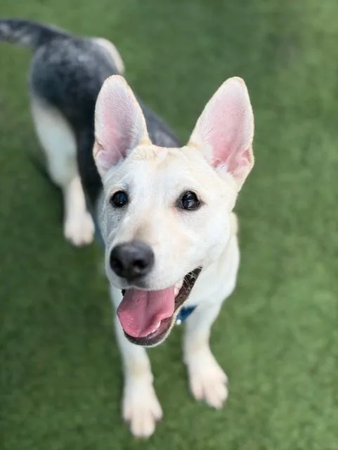 A baby medium-sized female Mixed Breed dog named Venus for adoption in Dallas, TX