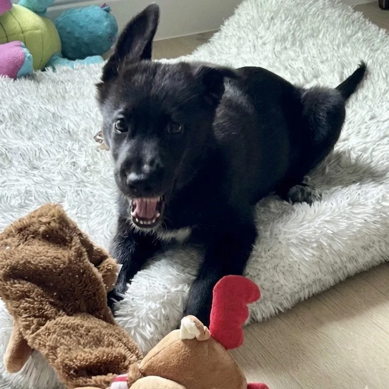 A baby large-sized female German Shepherd Dog dog named Fae for adoption in Bloomfield, CT