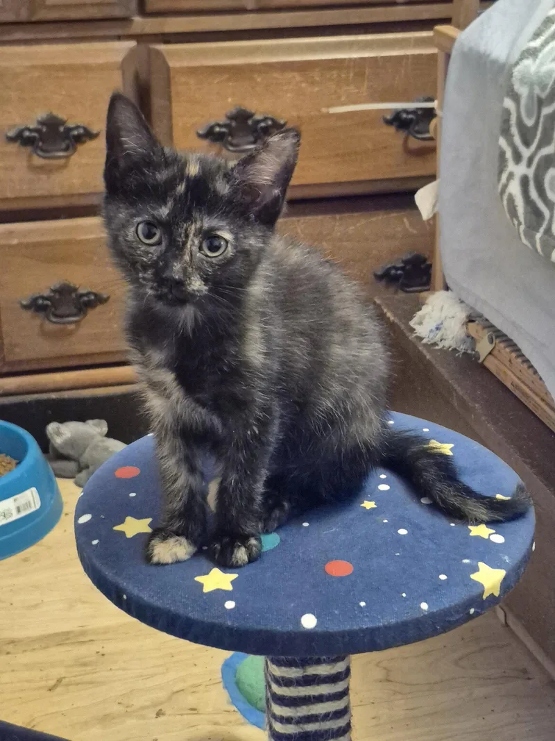 A young medium-sized female Domestic Short Hair cat named Chirp for adoption in Ocean Pines, MD