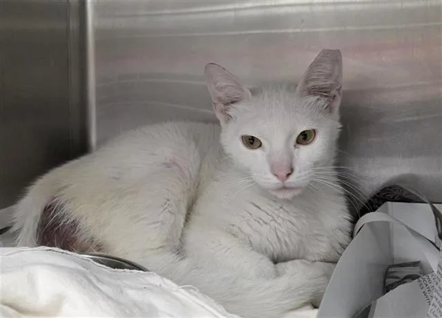 An adult medium-sized male Domestic Short Hair cat named Burrata for adoption in San Antonio, TX
