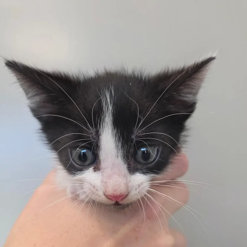 A baby small-sized male Black Domestic Short Hair cat named Colby for adoption in Sand Springs, OK