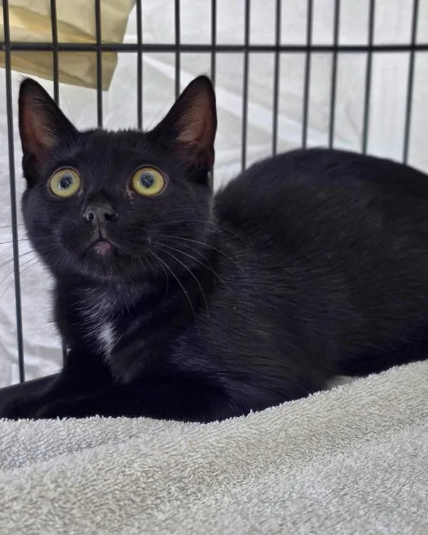 A baby small-sized female Domestic Short Hair cat named Orca for adoption in Novato, CA