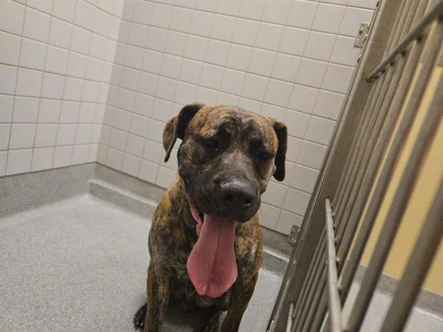 A young medium-sized male Pit Bull Terrier dog named Zubat for adoption in Tustin, CA