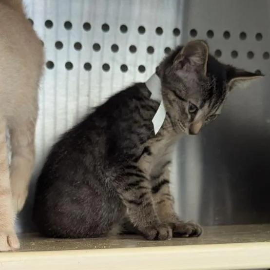 A baby small-sized male Brown / Chocolate Domestic Short Hair cat named Seattle for adoption in Lynchburg, VA