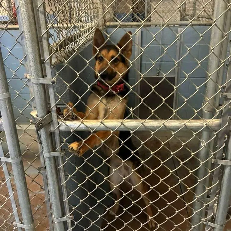 An adult medium-sized male Black Mixed Breed dog named Gucci for adoption in Gadsden, AL