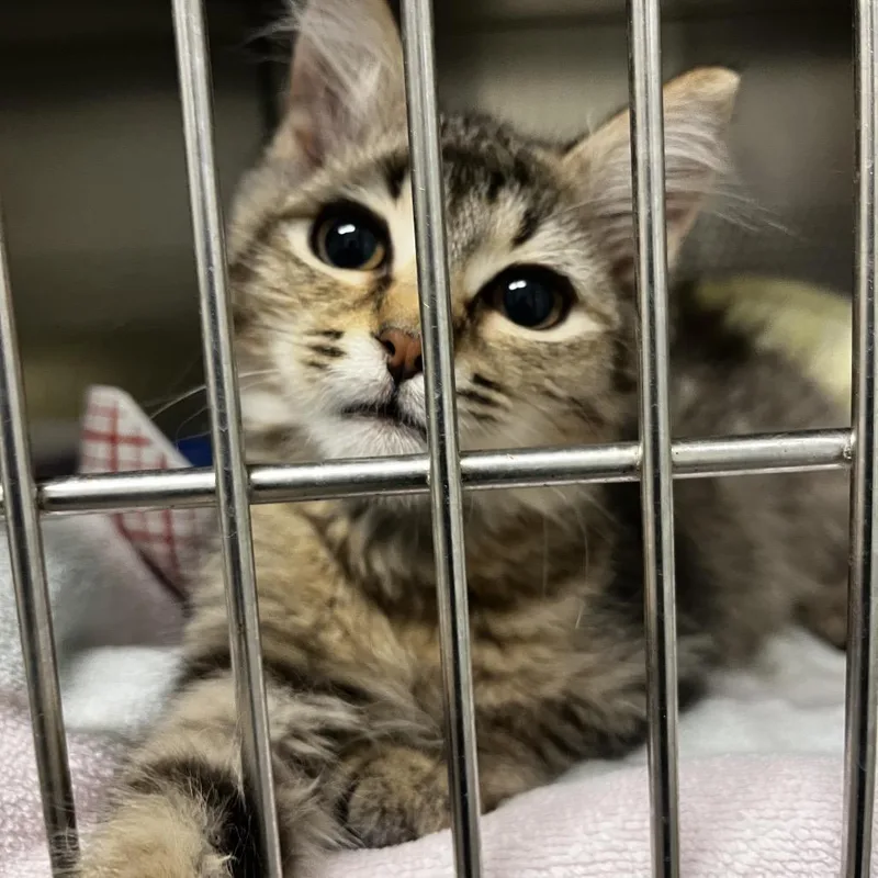 A baby small-sized female Brown / Chocolate Domestic Medium Hair cat named Chaeli for adoption in Sarasota, FL