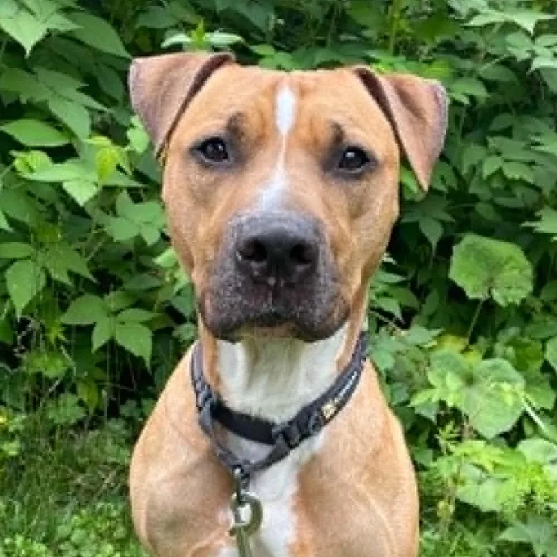 An adult medium-sized male Pit Bull Terrier dog named Jayco for adoption in Thomaston, ME