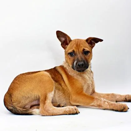 A baby medium-sized male Cattle Dog dog named Stuntman for adoption in Morton Grove, IL