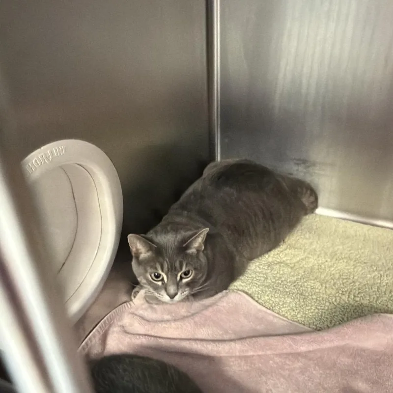 An adult large-sized female Gray / Blue / Silver Domestic Short Hair cat named Cloud for adoption in Port Charlotte, FL