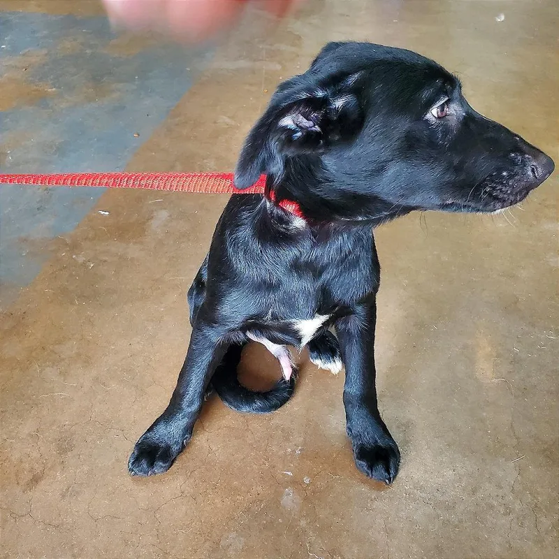A baby medium-sized male Black Mixed Breed dog named Ranger Fka Hercules for adoption in Denison, TX