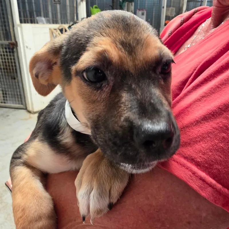 A baby medium-sized female Black Mixed Breed dog named Charmander for adoption in Leander, TX