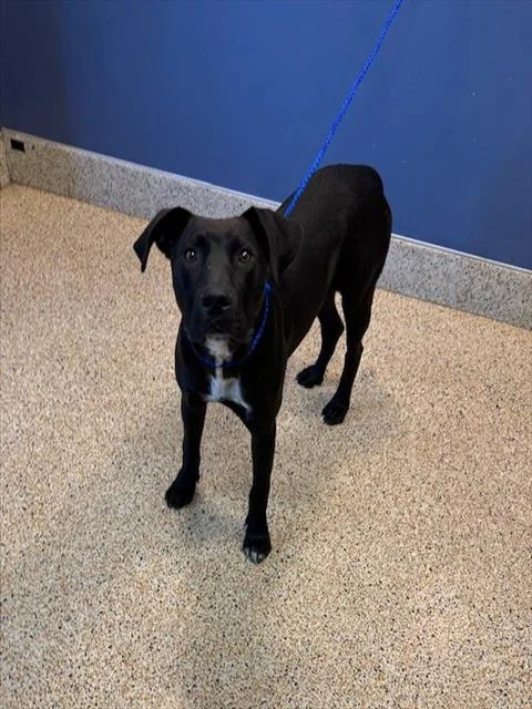 A young large-sized male American Staffordshire Terrier dog named Monza for adoption in Miami, FL