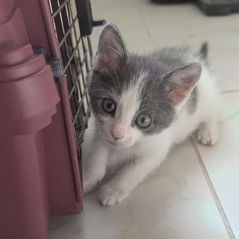 A baby small-sized male Gray / Blue / Silver Domestic Short Hair cat named Argyle in Frederick for adoption in Alexandria, VA