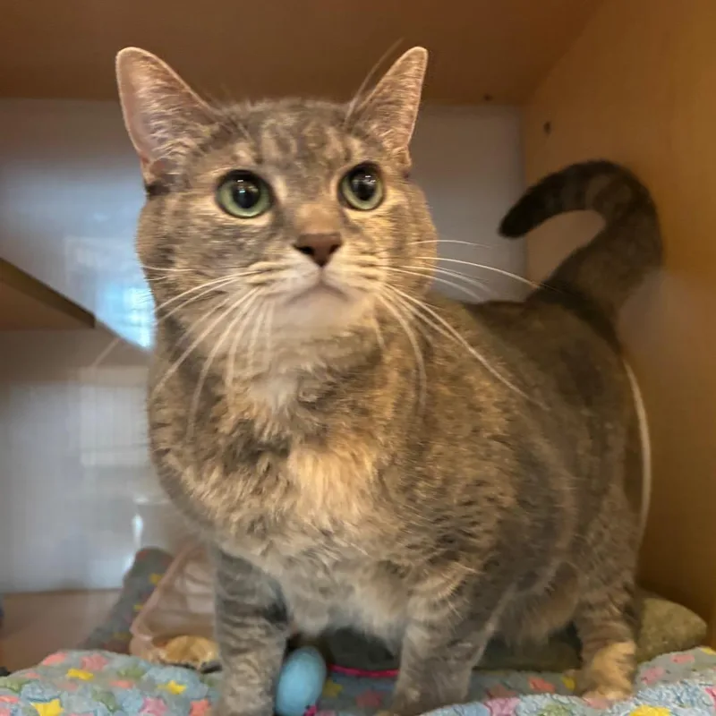 A senior large-sized female Gray / Blue / Silver Domestic Short Hair cat named Bella for adoption in Washington Township, OH