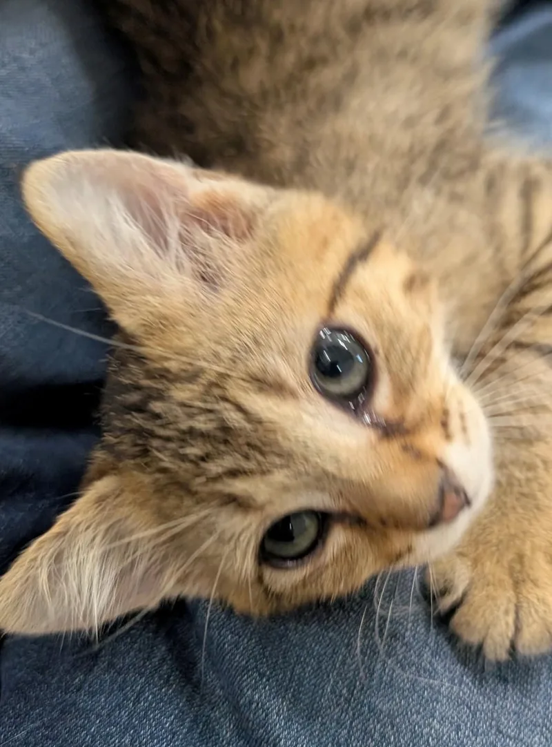A baby medium-sized male Domestic Short Hair cat named Bonded Baby Brothers for adoption in Walworth, WI