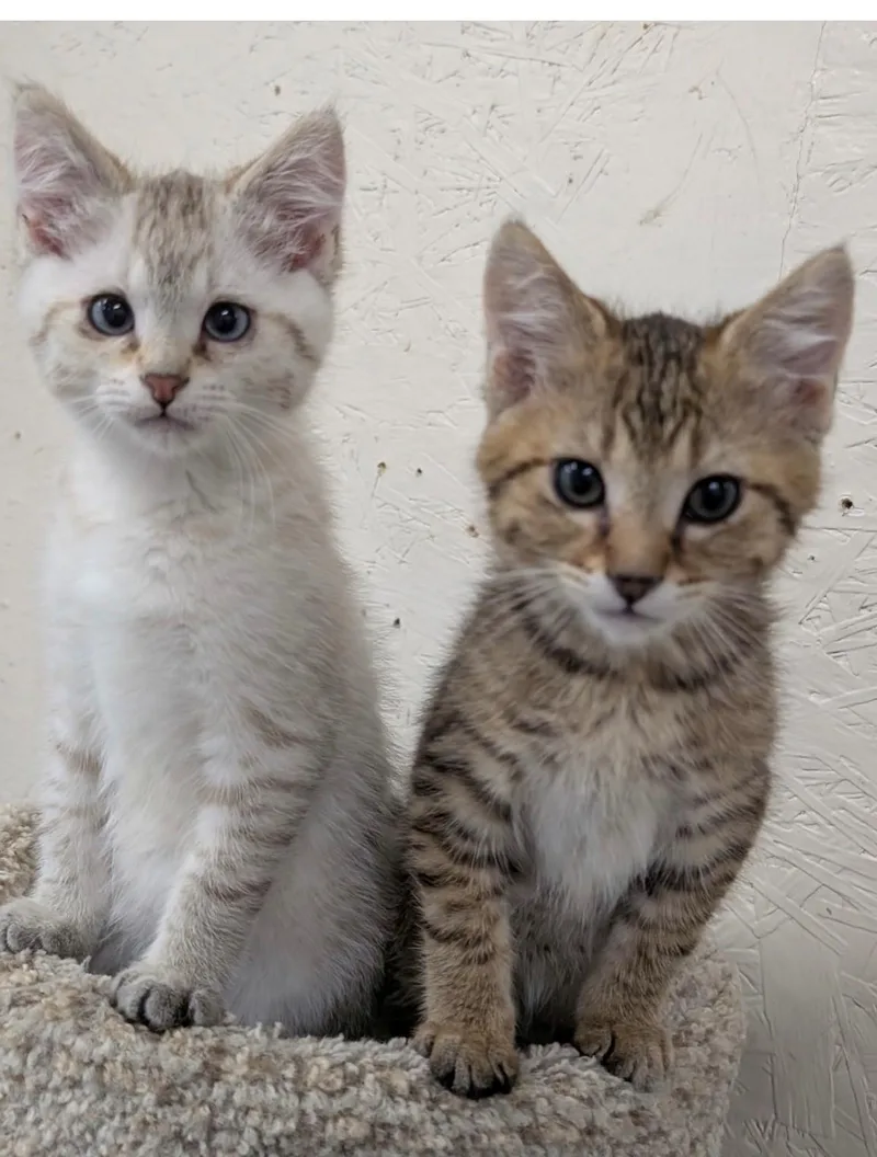 Bonded Baby Brothers thumbnail 2