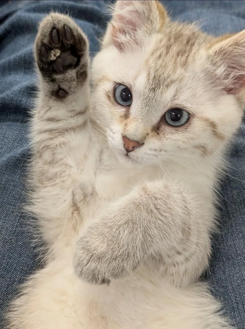 Bonded Baby Brothers thumbnail 3