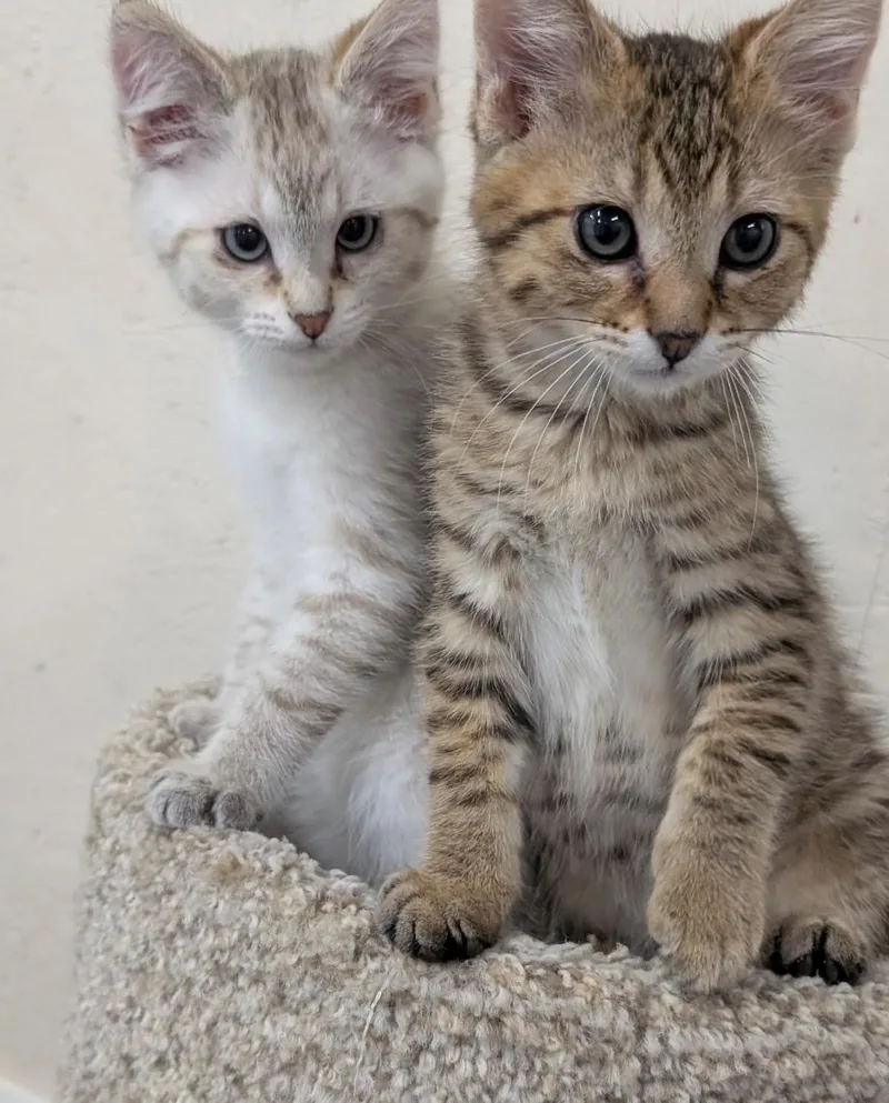 Bonded Baby Brothers thumbnail 4