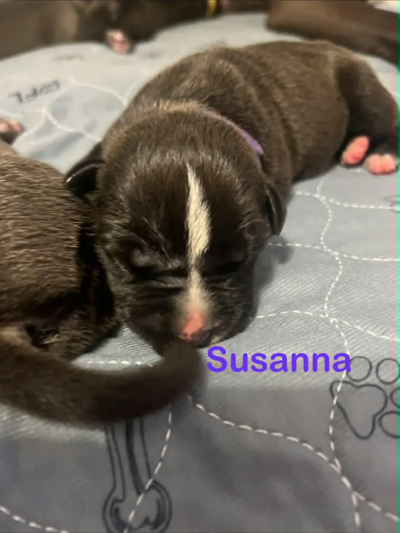 Susanna