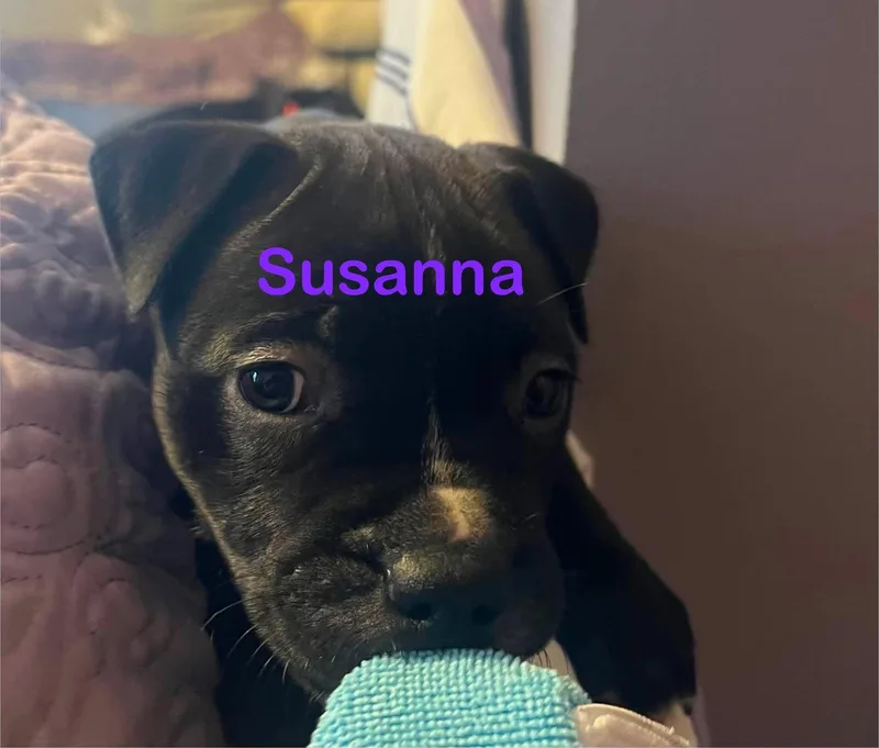Susanna thumbnail 2