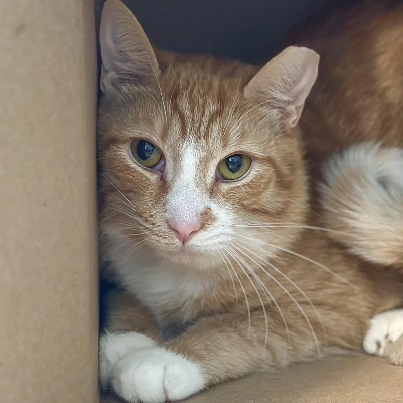 An adult medium-sized male Orange & White Domestic Short Hair cat named Spice for adoption in Victor, NY