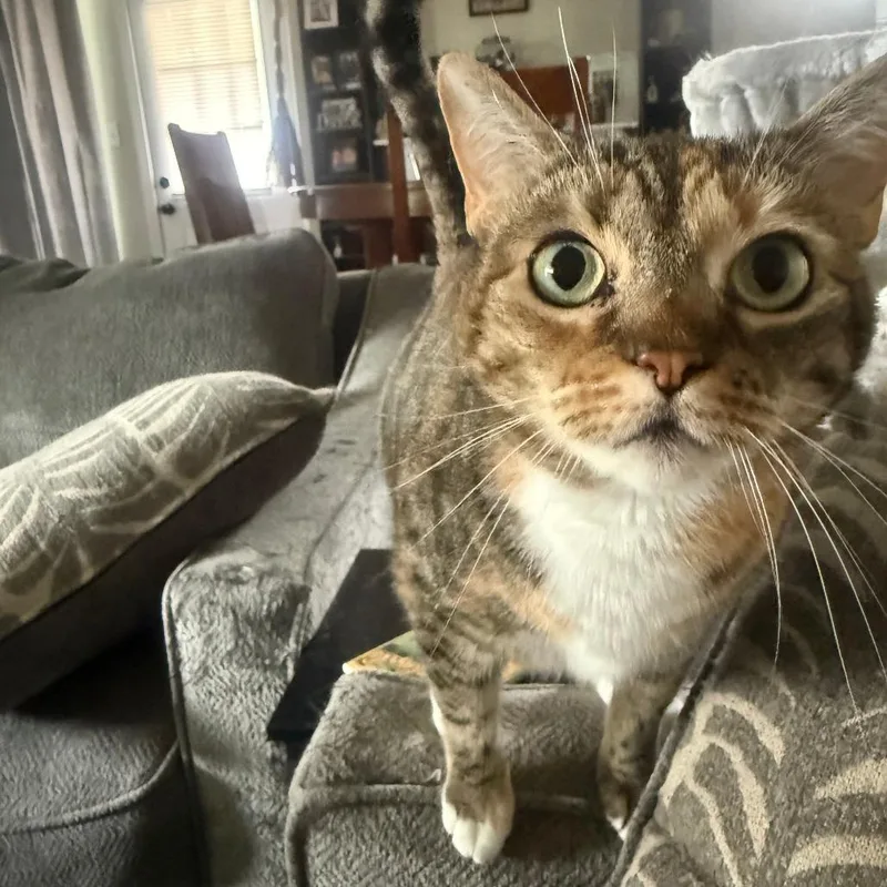 An adult small-sized female Calico Domestic Short Hair cat named Spicy for adoption in Columbus, GA
