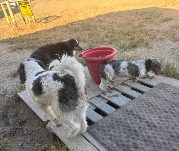 An adult medium-sized male Poodle dog named Sid for adoption in Temple, TX