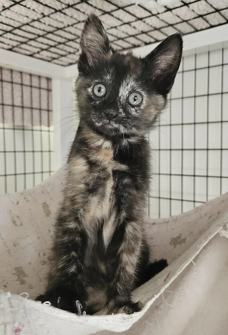 A baby medium-sized female Tortoiseshell Domestic Short Hair cat named Janet for adoption in Colonia, NJ