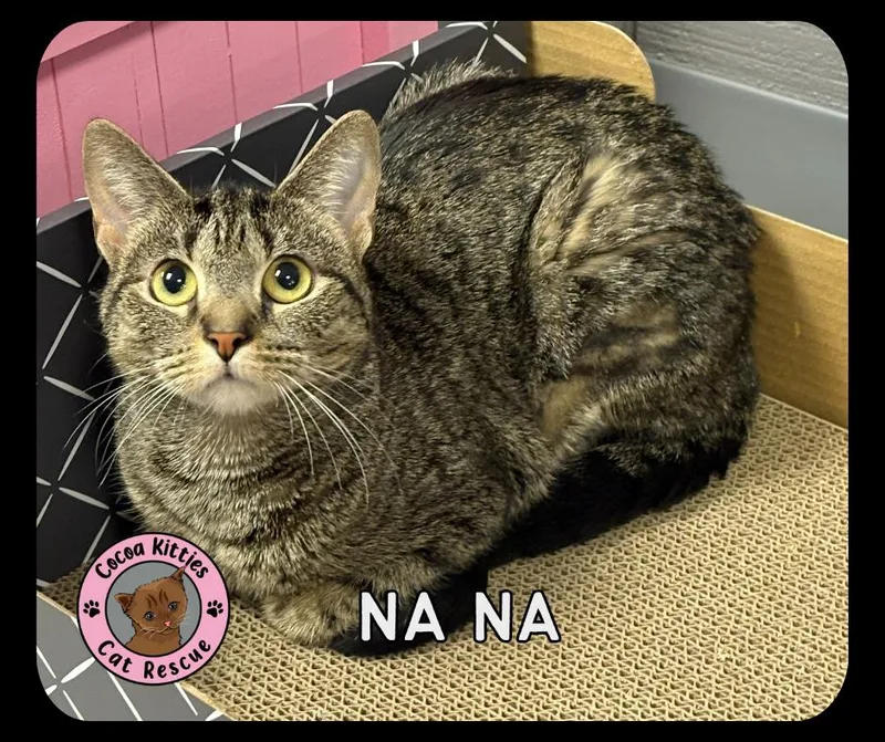 A young medium-sized female Domestic Short Hair cat named Na Na for adoption in Hershey, PA