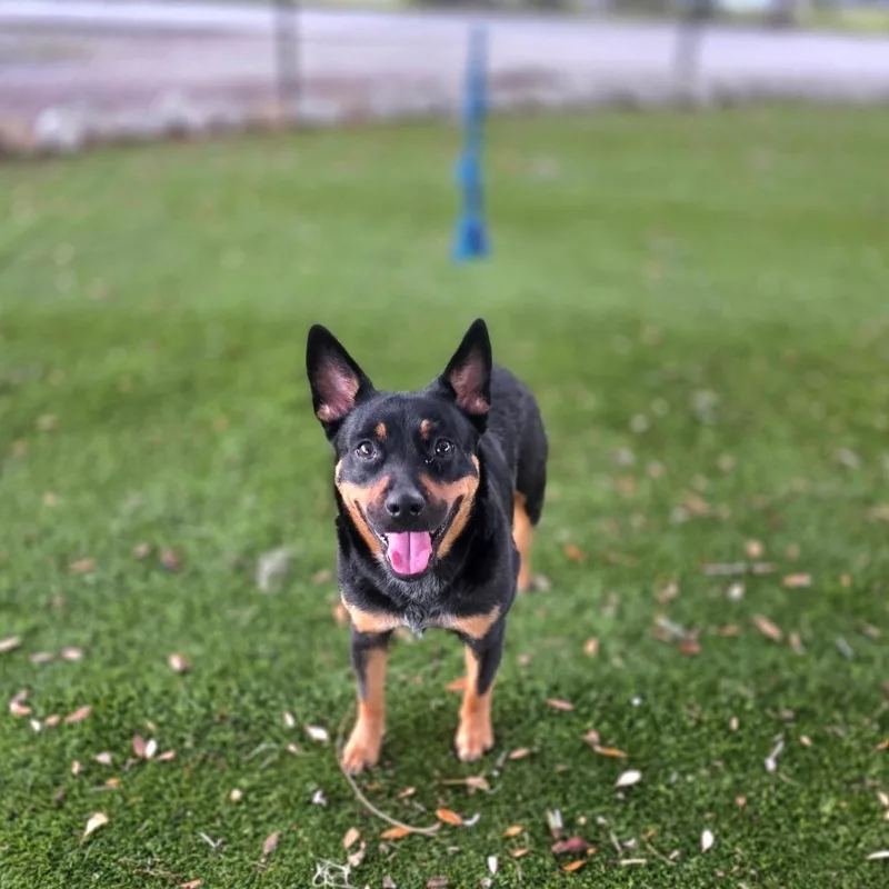 Delilah