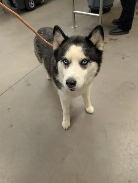 Nova