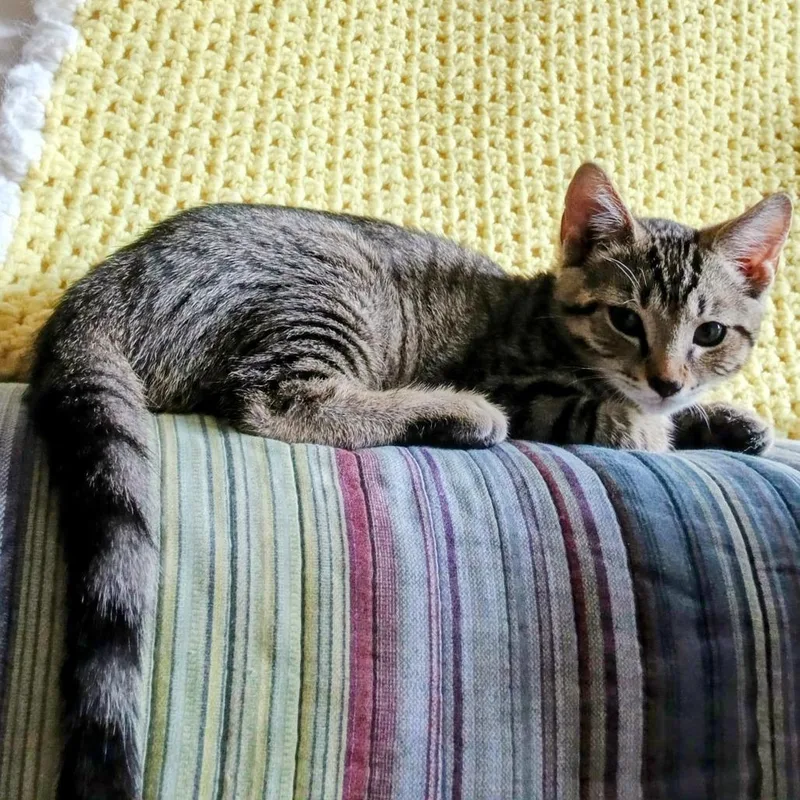 A baby small-sized male Gray / Blue / Silver Domestic Short Hair cat named Ira for adoption in Harrisonburg, VA