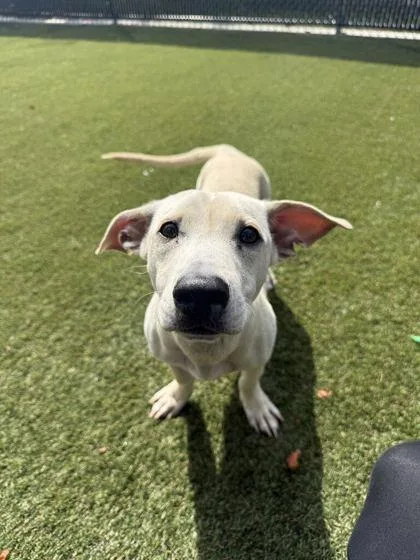 An adult medium-sized male Mixed Breed dog named Dobby for adoption in Lafayette, IN