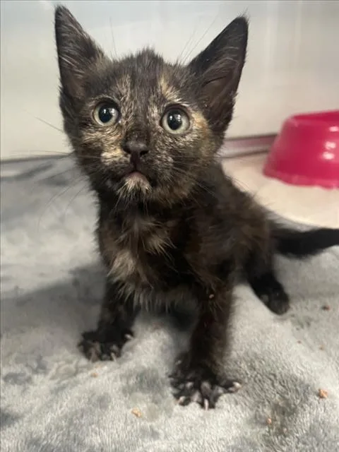 A baby small-sized female Domestic Short Hair cat named Leona for adoption in Tracy, CA