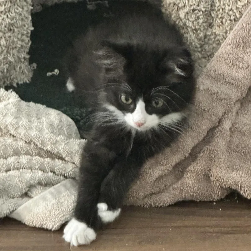 A baby small-sized male Black Domestic Medium Hair cat named Panda for adoption in Santa Rosa, CA