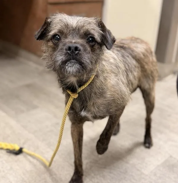 An adult small-sized male Border Terrier dog named Spoons for adoption in San Diego, CA