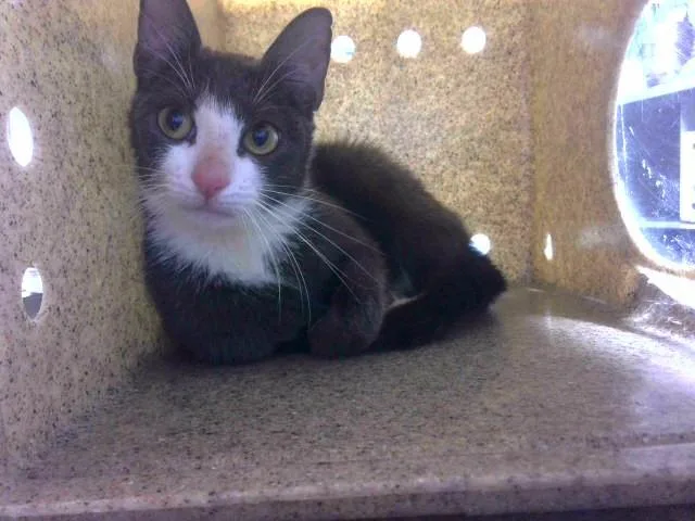 A young medium-sized female Domestic Short Hair cat named Stephanie for adoption in Tallahassee, FL